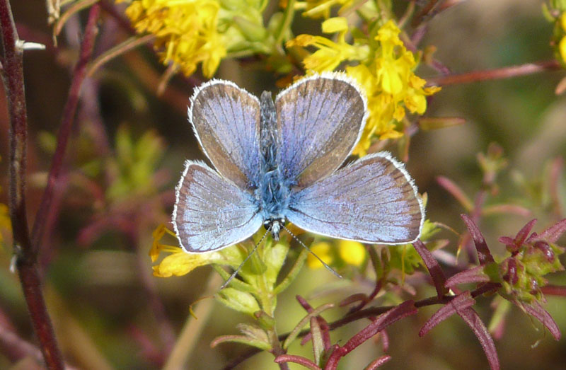 Polyommatus damon?